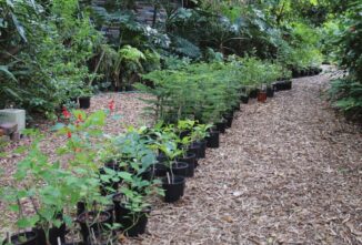 12 Tips for Starting a Nursery Business from Home